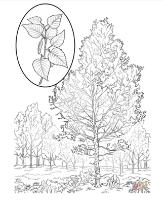 Tree Coloring Page Graphic